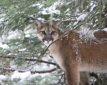 Close Up of Mountain Lion